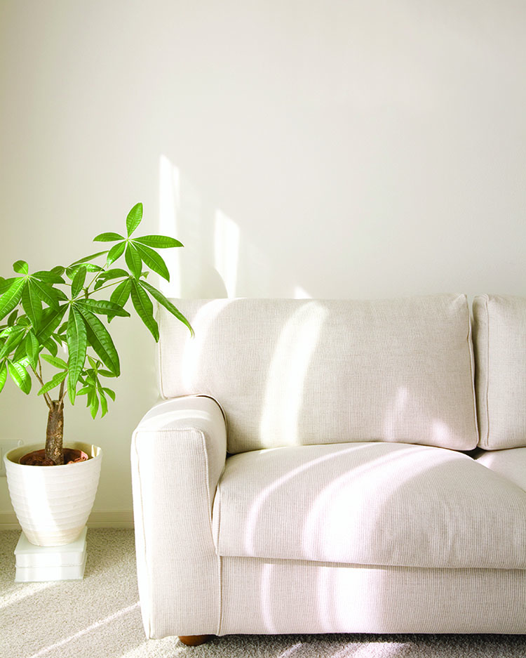 A light-colored sofa beside a leafy green plant in a white pot, with soft sunlight casting gentle shadows on the wall.